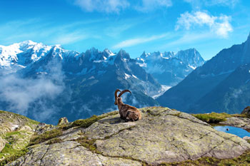Steinbock in den Alpen der Schweiz