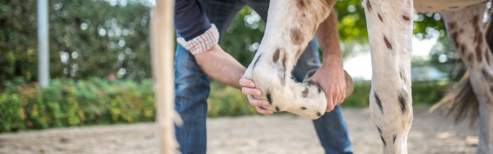 Veterinärmediziner untersucht die Gelenke eines Pferdes.